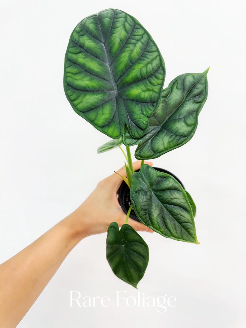 RareFoliagePlantCo Alocasia Dragon Scale - Thumbnail 2