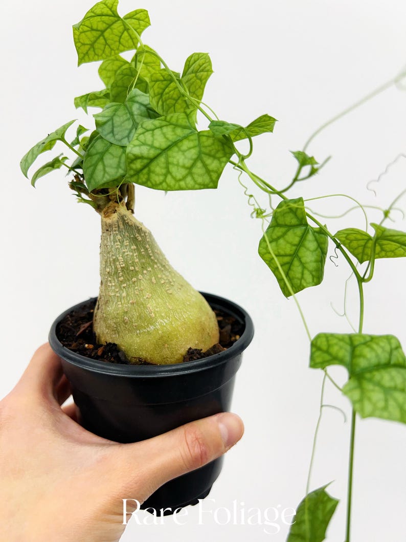 RareFoliagePlantCo Gerrardanthus Macrorhizus - Thumbnail 4