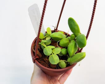 Dischidia Major - Etsy