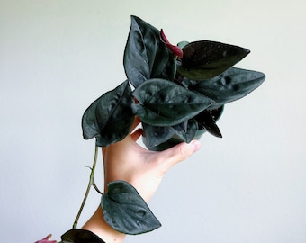 Syngonium Red Arrow 4" - US SELLER