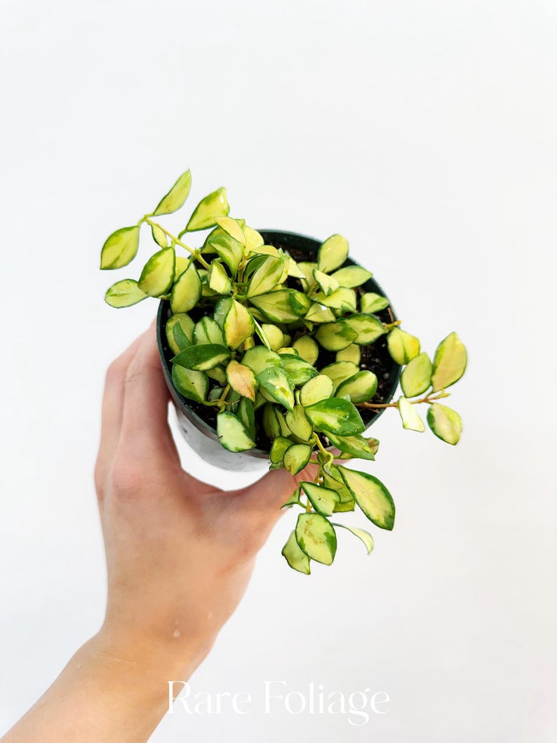 RareFoliagePlantCo Hoya Heuschkeliana Variegata
