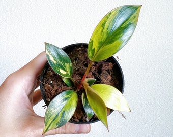 Philodendron Red Congo Variegated 3" - US SELLER