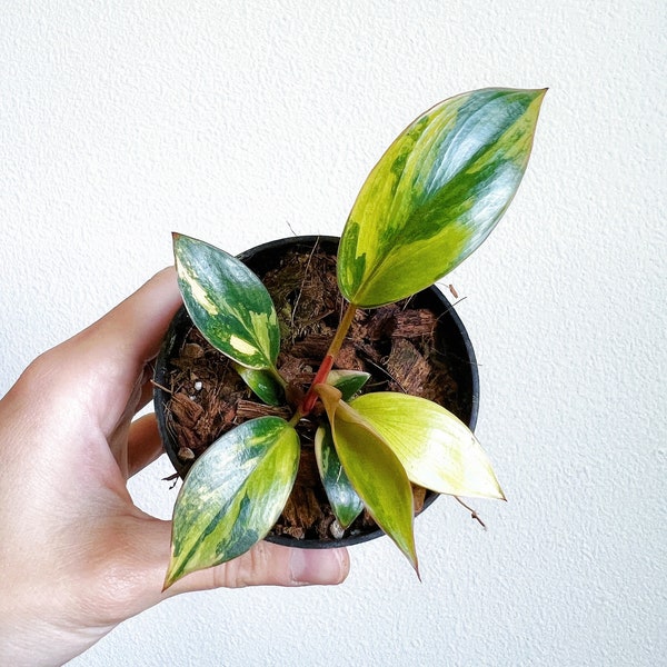 Philodendron Red Congo Variegated 3" - US SELLER