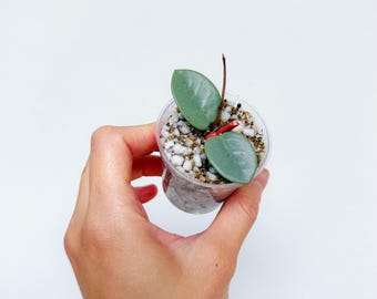 Hoya Lyi NOID UNROOTED Cutting - Etsy