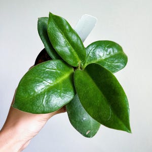 May include: A close-up of a green houseplant with large, glossy leaves. The plant is being held in a hand, and a white tag is attached to one of the leaves.