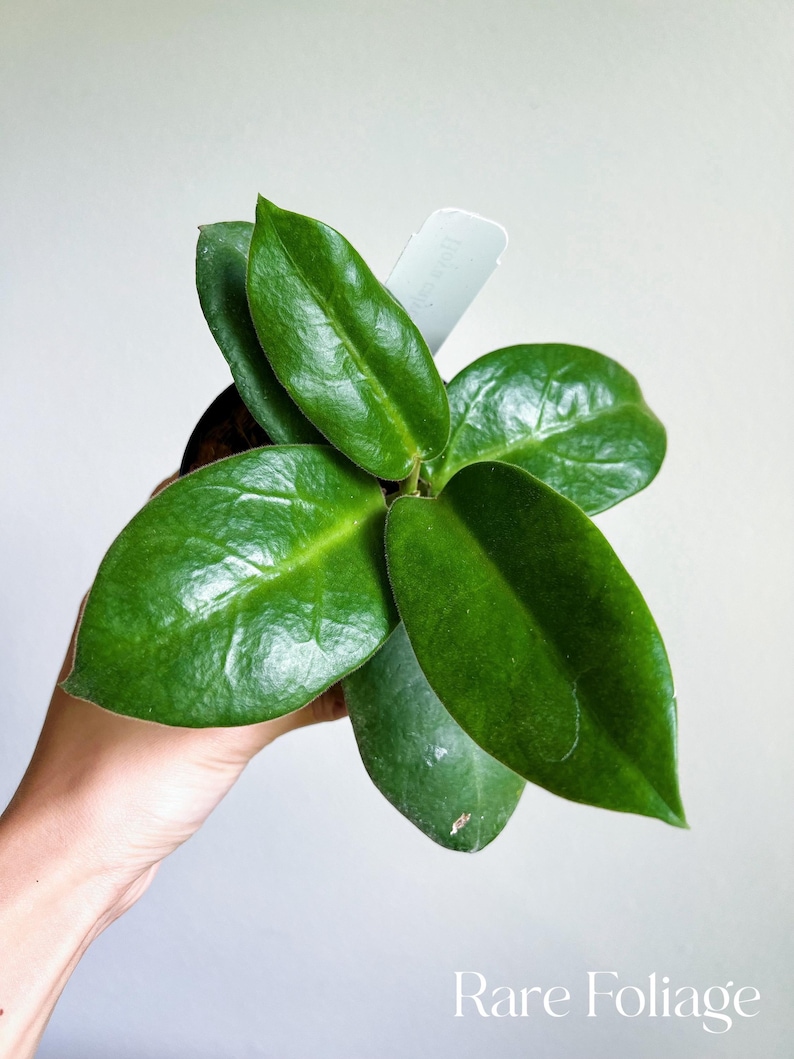 May include: A close-up of a green houseplant with large, glossy leaves. The plant is being held in a hand, and a white tag is attached to one of the leaves.