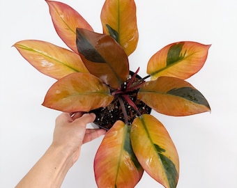 peperomia succulent plant Peperomia 'Metallica'  The Gardeners' Choice
