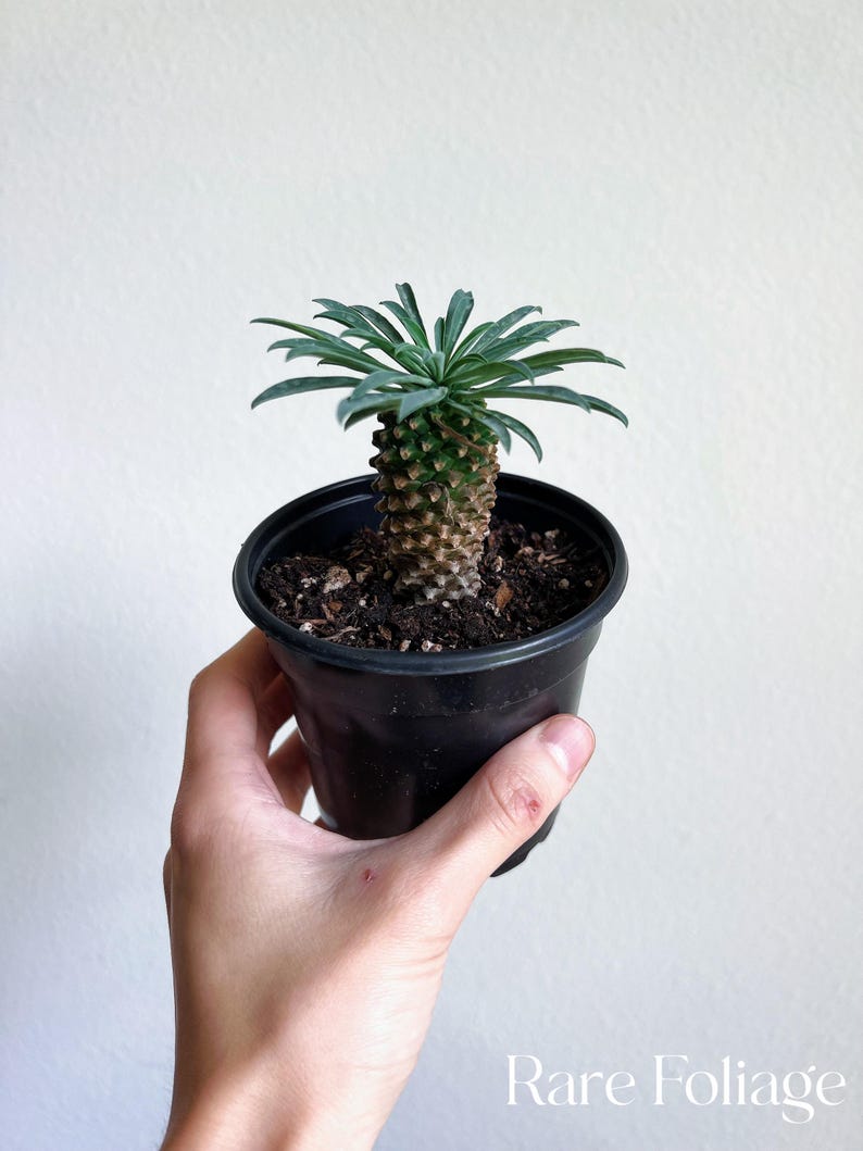 RareFoliagePlantCo Euphorbia Hypogaea - Thumbnail 2