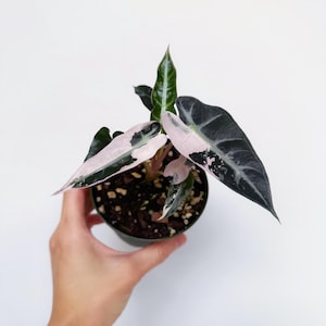 Alocasia Bambino Pink Variegated 4” - US SELLER