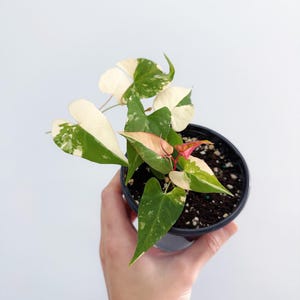 Fallopia Multiflora Variegated 4” - US SELLER
