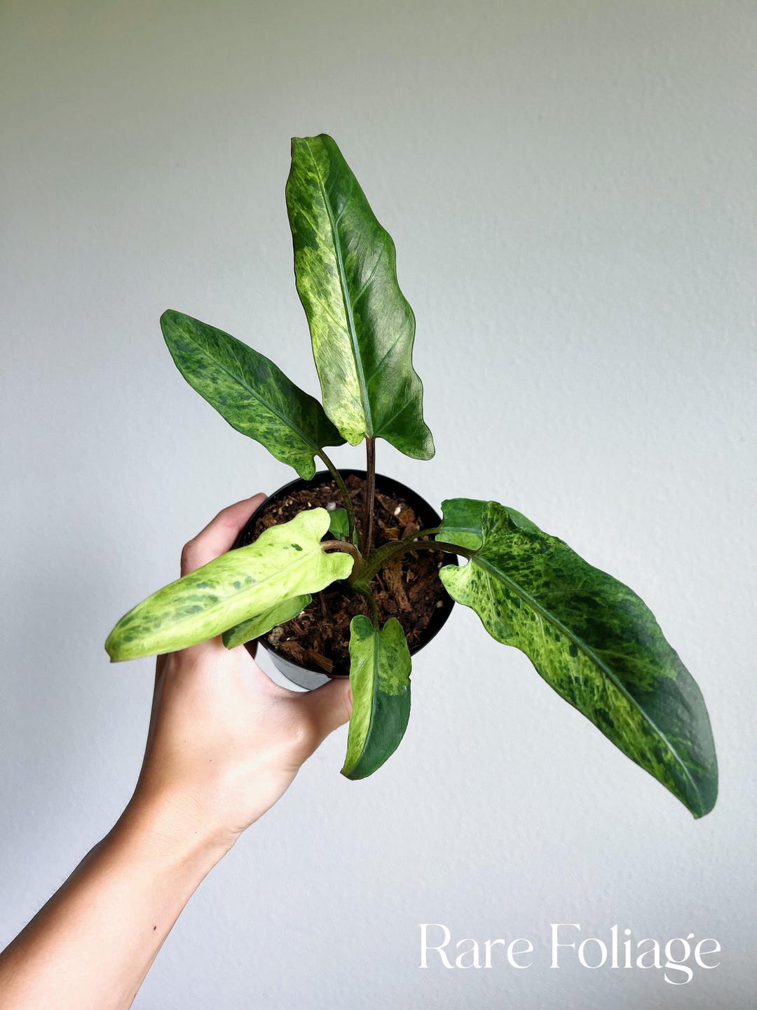 Alocasia Lauterbachiana Mint Variegated 4” - US SELLER - Etsy