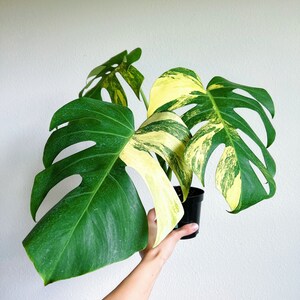 May include: A variegated Monstera plant in a black plastic pot featuring large, split, heart-shaped leaves with distinct patterns of deep green and creamy yellow variegation. The text Rare Foliage is visible in the bottom right corner.