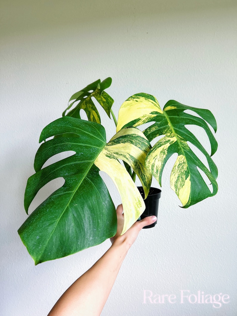 May include: A variegated Monstera plant in a black plastic pot featuring large, split, heart-shaped leaves with distinct patterns of deep green and creamy yellow variegation. The text Rare Foliage is visible in the bottom right corner.