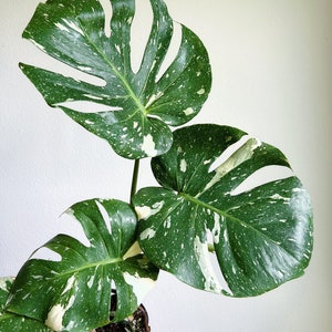 Monstera Thai Constellation 4" - US SELLER