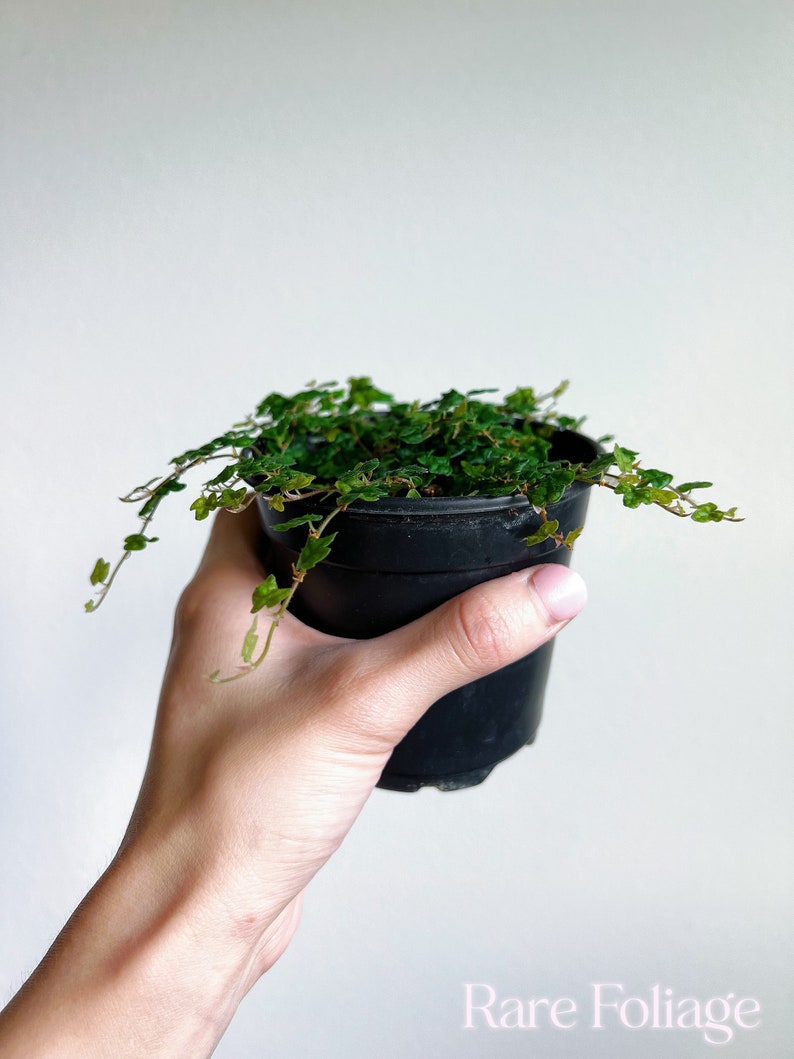 RareFoliagePlantCo String of Frogs - Thumbnail 2