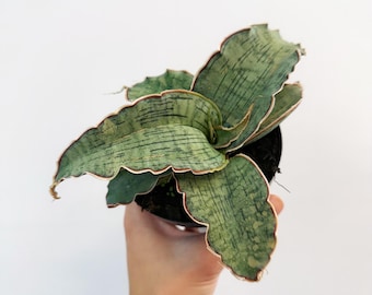 Sansevieria “manny Pacquiao”/ RARE / Unique / Chubby DARK Leaves