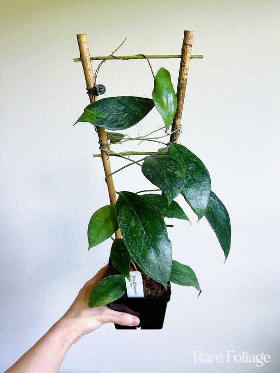 Hoya Finlaysonii Chicken Farm Trellis 4