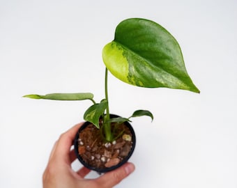 Monstera Yellow Marilyn (Large Form) 3” - US SELLER