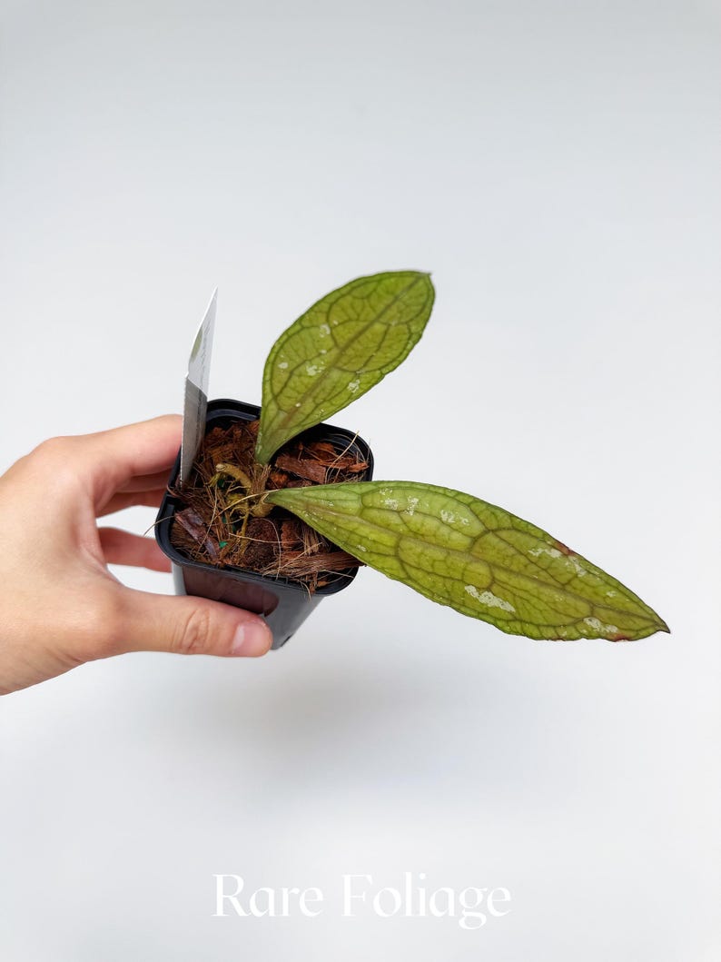 RareFoliagePlantCo Hoya Clemensiorum