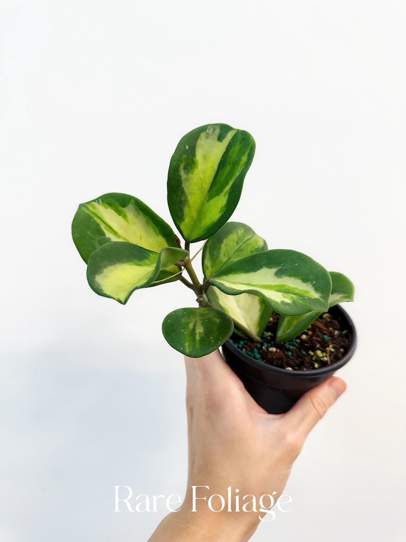 RareFoliagePlantCo Hoya Obovata - Thumbnail 3