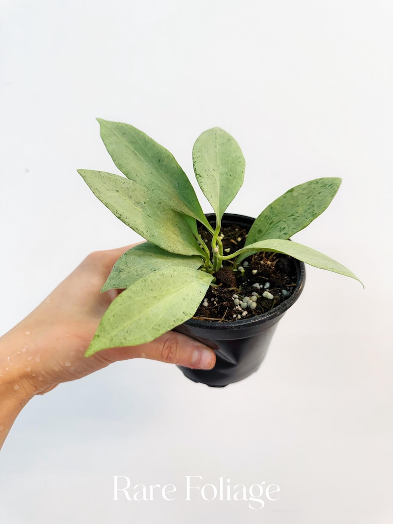 RareFoliagePlantCo Hoya New Guinea Ghost - Thumbnail 3