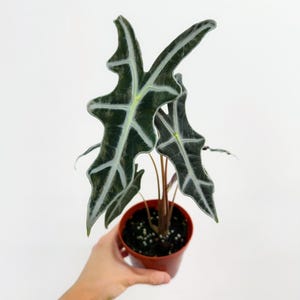 Alocasia Nobillis 4" - US SELLER