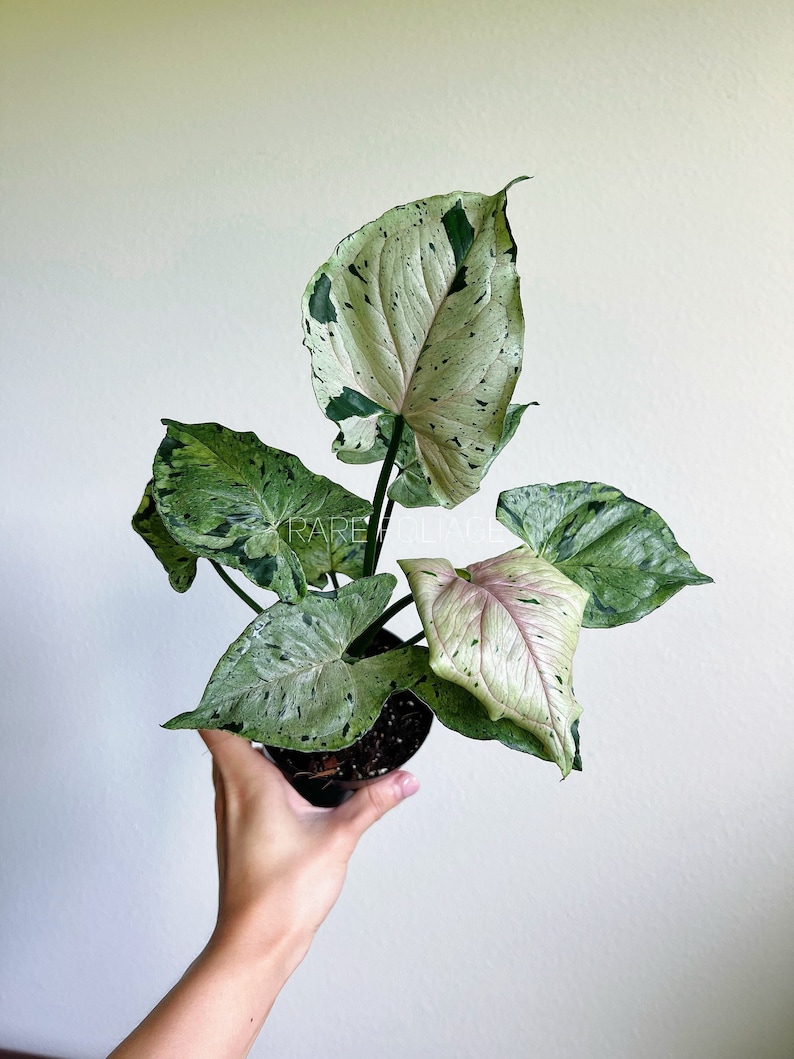 RareFoliagePlantCo Syngonium - Thumbnail 3