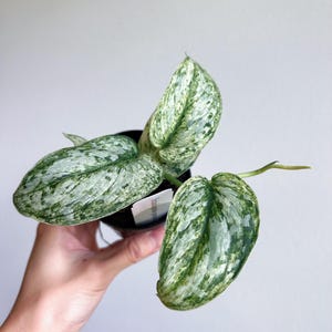 May include: A small potted plant with variegated leaves. The leaves are a mix of green and white, with a silvery sheen. The plant is in a black pot.