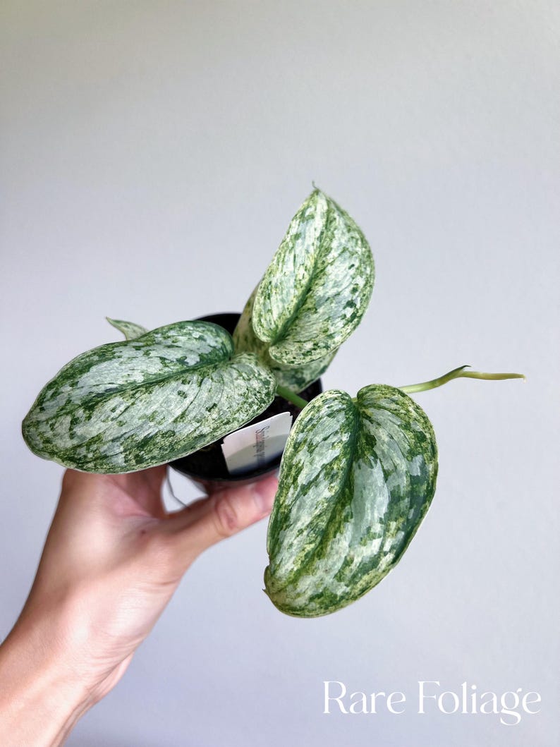 May include: A small potted plant with variegated leaves. The leaves are a mix of green and white, with a silvery sheen. The plant is in a black pot.