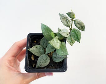 Hoya Serpens Silver|splash UNROOTED - Etsy
