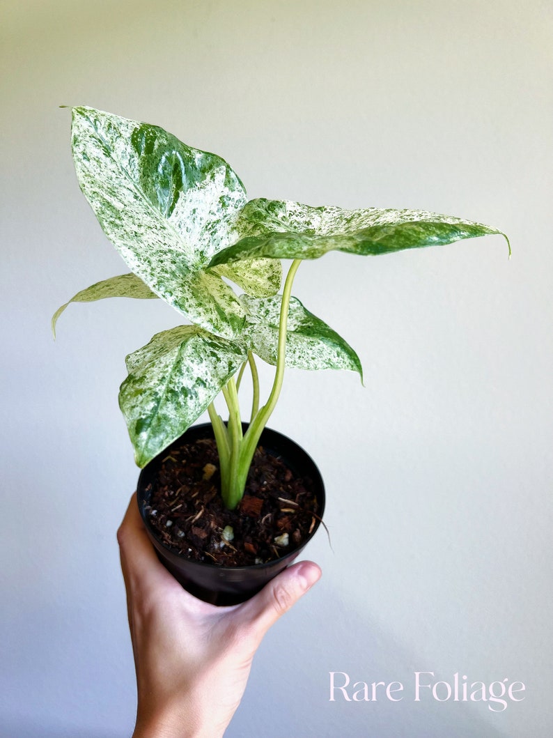 RareFoliagePlantCo Alocasia Odora Batik - Thumbnail 3