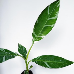 Florida Musa - Etsy