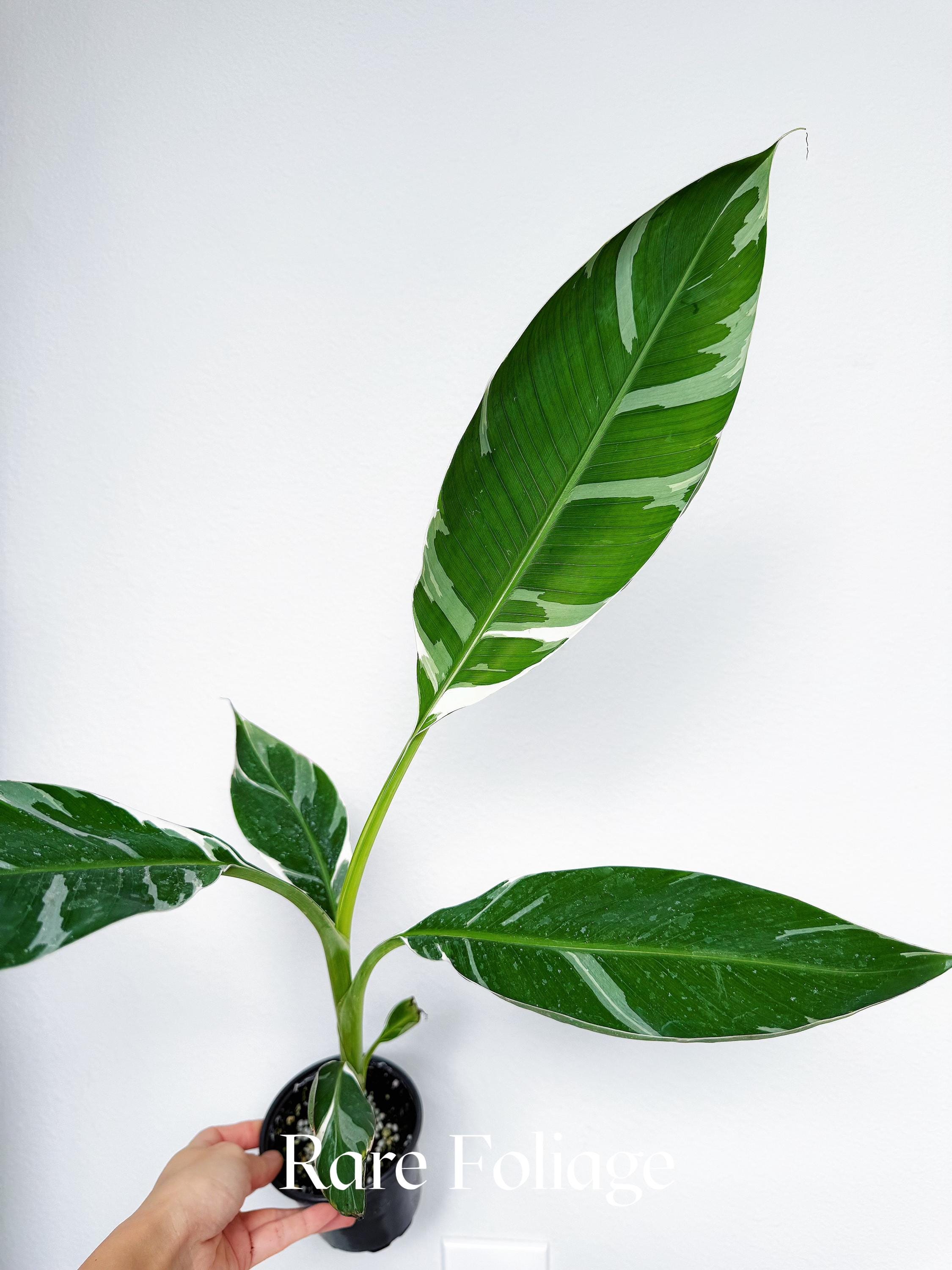 Musa Florida Variegated - Etsy