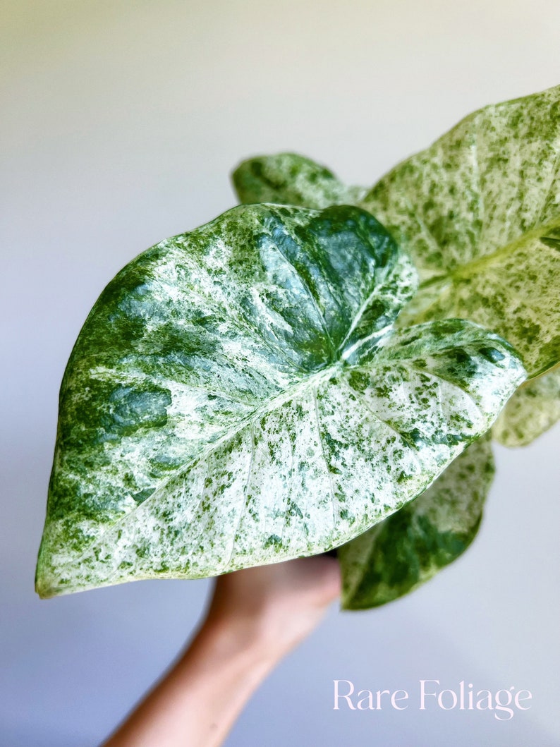 RareFoliagePlantCo Alocasia Odora Batik