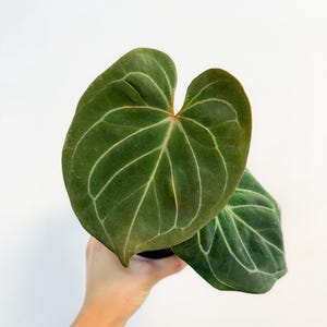 Anthurium King of Spades Butterfly - Etsy