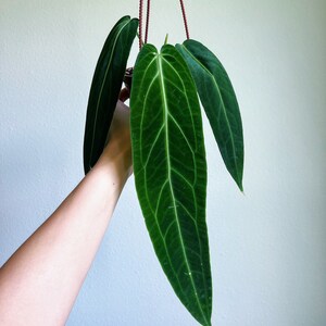 Anthurium Warocqueanum 4" Hanging Basket - US SELLER