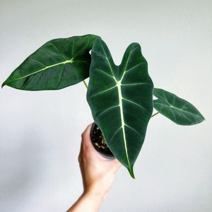 May include: A dark green Alocasia plant with prominent veining in a black pot. The leaves are large and heart-shaped, with a striking white central vein. The text "Rare Foliage" is visible in the image.
