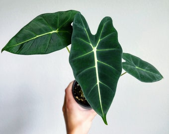 Alocasia Ninja Tricolor Variegated 4” - US SELLER - Etsy