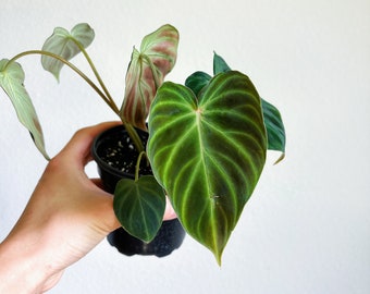 Philodendron Verrucosum 4" - US SELLER