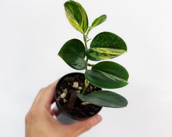 Scindapsus Treubii Dark Form Variegated 3” - US SELLER