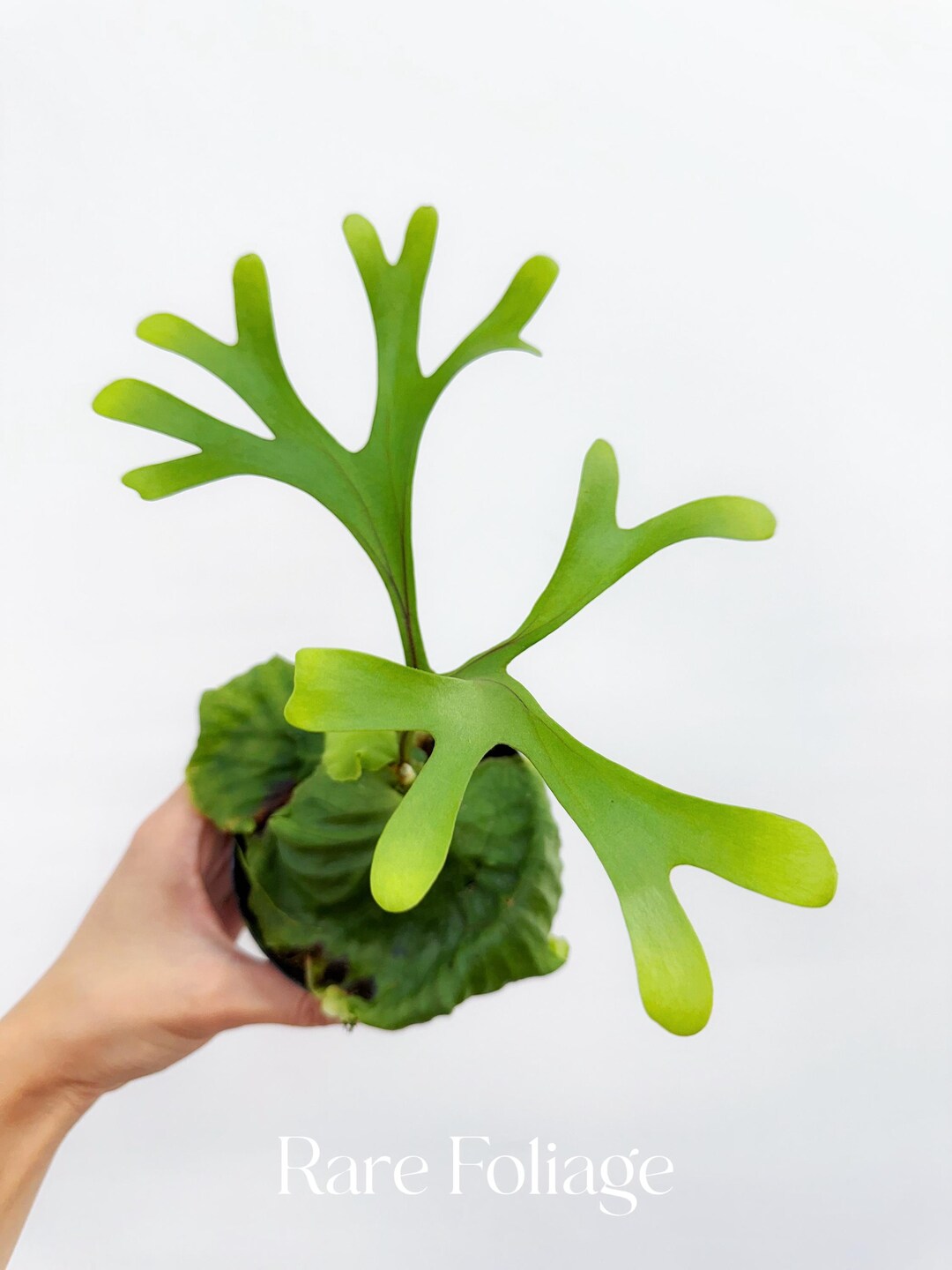 【新品】Ozwrt Spirit of Platycerium Ridleyig Platycerium Ridleyi Dwarf Plant | Rare, Collectible – HCorchids