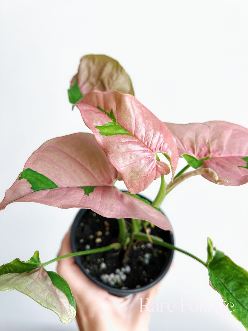 RareFoliagePlantCo Syngonium - Thumbnail 3