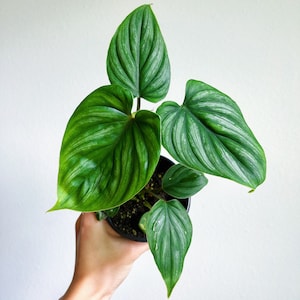 Philodendron Plowmanii 4” - US SELLER