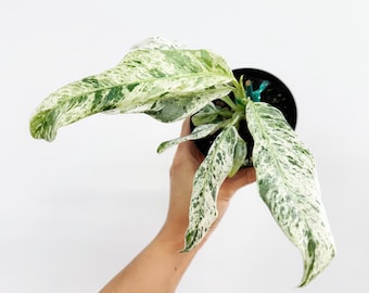 Epipremnum Giganteum Variegated - Etsy