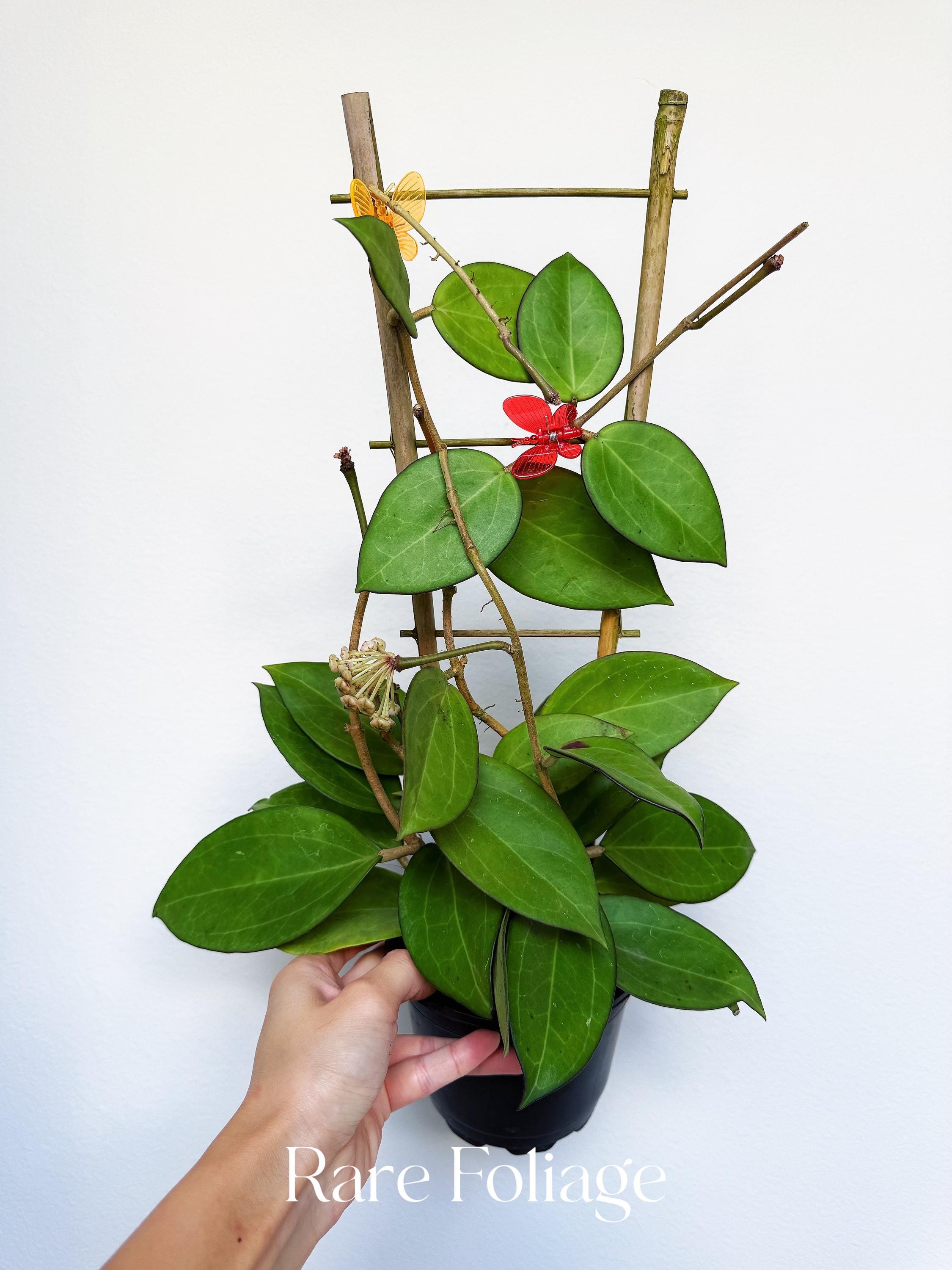 Hoya Icensis 023 - Etsy