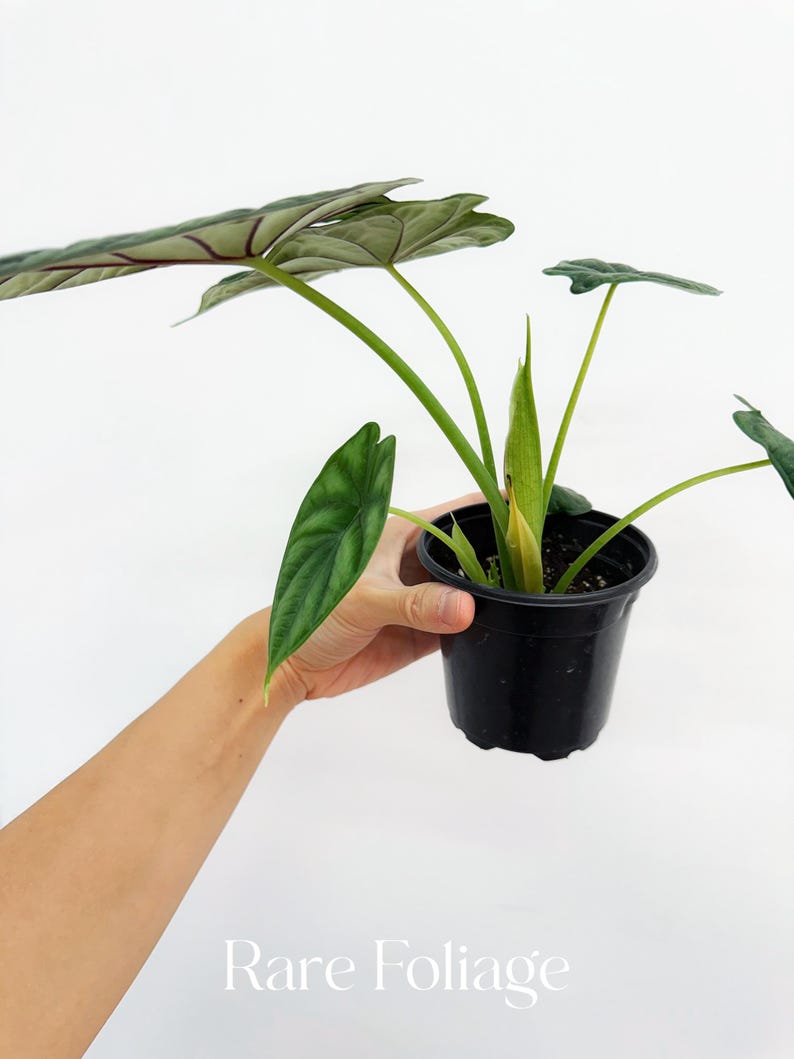 RareFoliagePlantCo Alocasia Dragon Scale - Thumbnail 4
