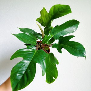 Philodendron Squamiferum 4” - US SELLER