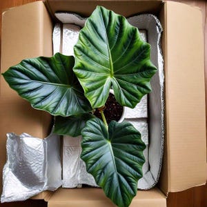 May include: A green leafy plant with large, dark green leaves is packaged in a cardboard box with protective padding. The plant is being shipped.