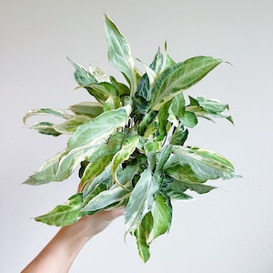 Syngonium Starlite 4&quot; - US SELLER