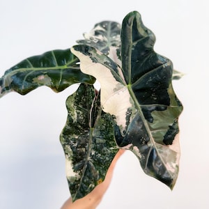 Alocasia Pseudosanderiana Pink Albo Variegated 4” - US SELLER
